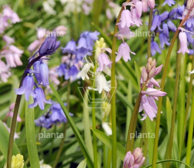 Hyacinthoides hispanica Mix