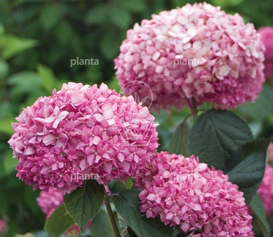 Hydrangea arborescens 'Pink Annabelle'