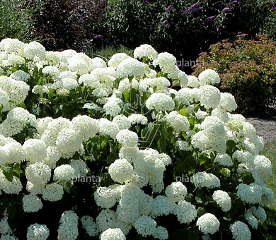 Hydrangea arborescens 'Annabelle'