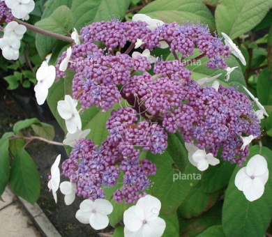 Hydrangea aspera 'Macrophylla'