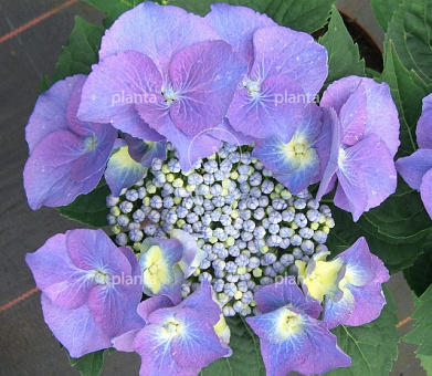 Hydrangea macrophylla 'Blaumeise'