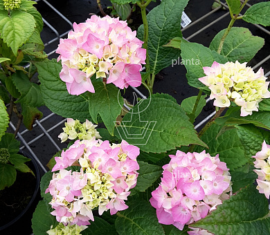 Hydrangea m. 'Bouquet Rose'