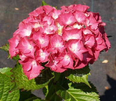Hydrangea macrophylla 'King George V'