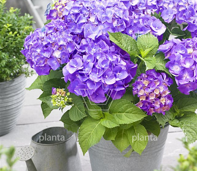 Hydrangea macrophylla 'Little Purple'