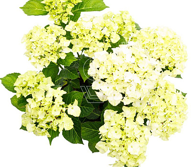 Hydrangea macrophylla 'Magical Noblesse' 