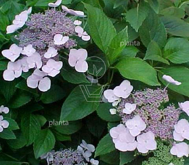 Hydrangea macrophylla 'Mariesii Perfecta'