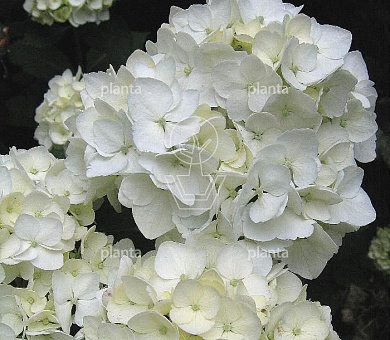 Hydrangea macrophylla 'Mme E. Mouillere'