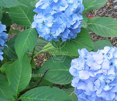 Hydrangea m. 'Nikko Blue'