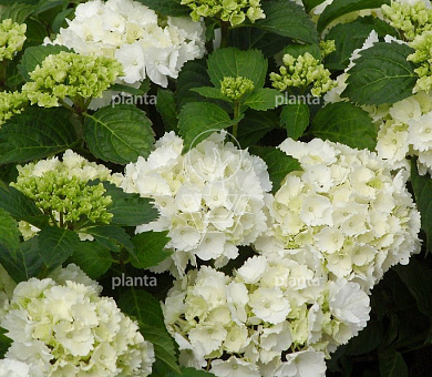 Hydrangea macrophylla 'Snowball'