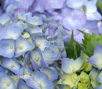 Hydrangea macrophylla 'BLAUW'