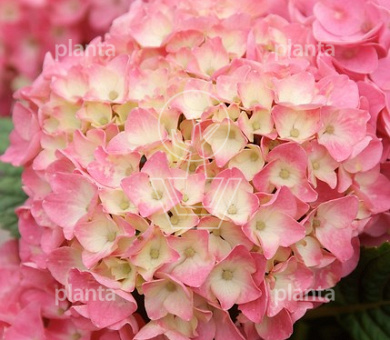 Hydrangea macrophylla 'ROZE'