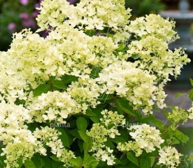 Hydrangea paniculata 'Bombshell'