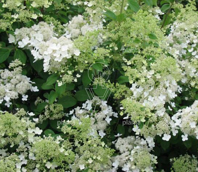 Hydrangea paniculata 'Brussels Lace'