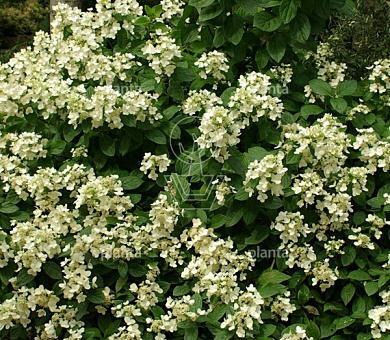 Hydrangea paniculata 'Dart's Little Dot'