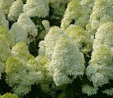 Hydrangea paniculata 'Limelight'