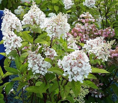 Hydrangea paniculata 'Phantom'