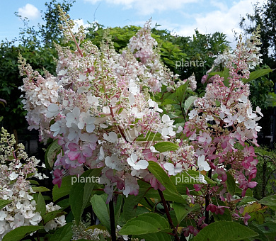 Hydrangea paniculata 'Pinky Winky'