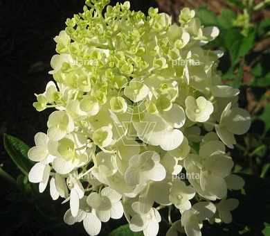 Hydrangea paniculata 'Silver Dollar'