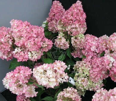 Hydrangea paniculata 'Vanille Fraise'
