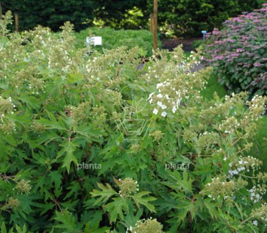 Hydrangea quercifolia 'Ice Crystal'
