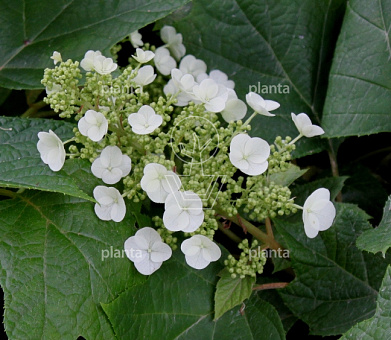 Hydrangea quercifolia 'Sike's Dwarf'