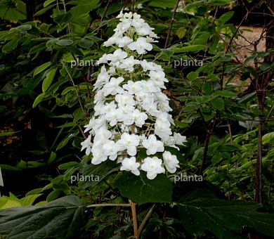 Hydrangea quercifolia 'Snow Queen'