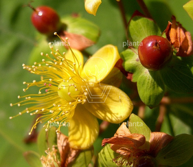 Hypericum 'Hidcote'
