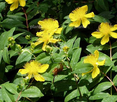 Hypericum calycinum