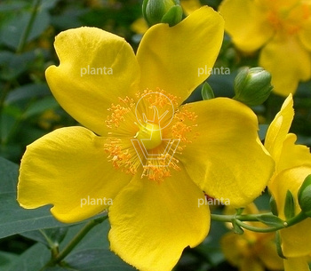 Hypericum dummeri 'Peter Dummer'