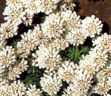 Iberis sempervirens 'Snowflake'