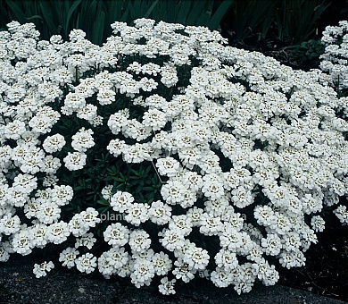 Iberis sempervirens 'Snowflake'