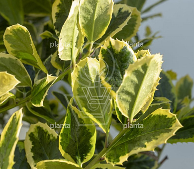Ilex altaclerensis 'Golden King'
