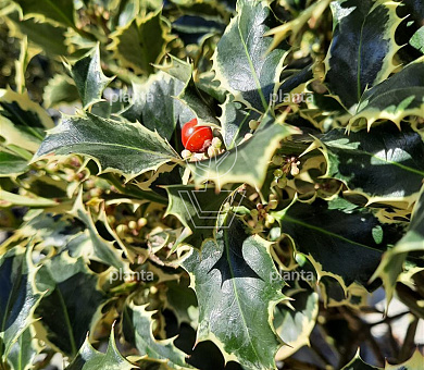 Ilex aquifolium 'Argentea Marginata'