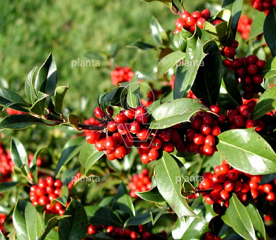 Ilex aquifolium