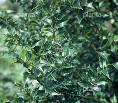 Ilex aquipernyi 'Dragon Lady'