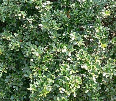 Ilex crenata