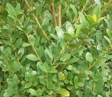 Ilex crenata 'Dark Green'