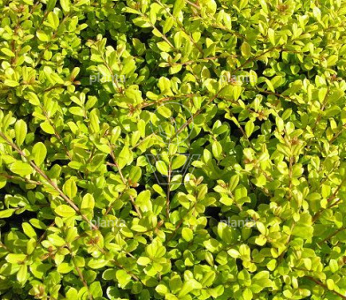 Ilex crenata 'Golden Gem'