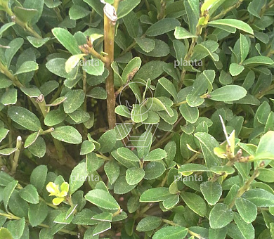 Ilex crenata 'Kimmei'