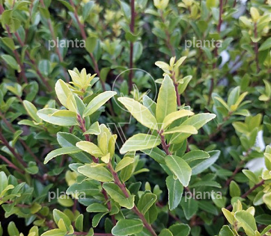 Ilex maximowicziana 'Kanehirae'