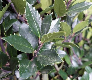Ilex meserveae 'Heckenblau'