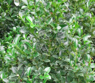 Ilex meserveae 'Heckenfee'