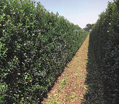 Ilex meserv. 'Heckenpracht'