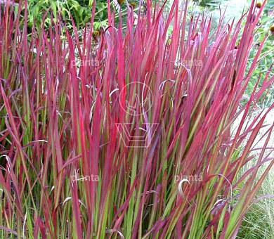 Imperata cylindrica 'Red Baron'