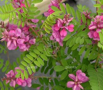 Indigofera heterantha