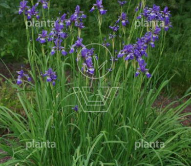 Iris sibirica 'Blue King'