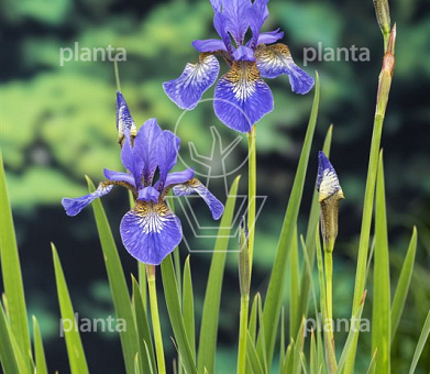 Iris sibirica