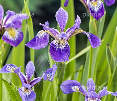 Iris versicolor