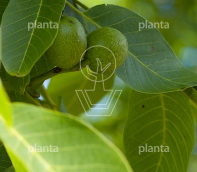 Juglans nigra