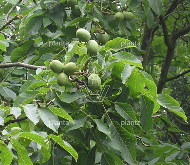 Juglans regia 'Broadview'